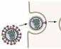 Influenza virus replication occurs in