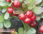Bearberry buyrak toshlari sharhlari Shish uchun to'plam