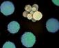 موت الخلايا المبرمج - وظائف وآليات مراحل موت الخلايا المبرمج