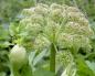 Angelica roots: beneficial properties and contraindications