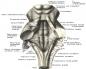 Znaczenie ciała trapezowego w terminologii medycznej Ciało trapezowe mózgu