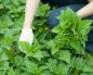 نبات القراص - الخصائص الطبية وموانع الاستعمال هل صيدلية نبات القراص مفيدة؟