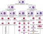 Hematopoēze: asinsrades orgāni, regulēšana
