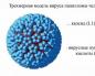 Papillomavirus pada pria - apa itu Apa itu HPV dalam pengobatan?