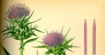 Milk thistle: medicinal properties, recipes and use for liver diseases