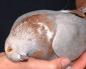 Popis a liečba bežných chorôb u holubov