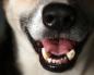 Kāpēc suns smaržo no mutes Suņa elpa smaržo, ko darīt