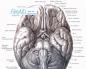Нюховий мозок (анатомія людини)