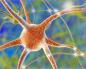 Fungsi trofik serabut saraf motorik dan ujungnya Fungsi trofik sel saraf