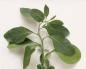 medicinal herb ashwagandha