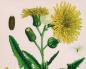 Sow thistle grass: medicinal and beneficial properties of the weed The use of sow thistle in folk medicine