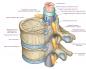Servikal omurganın fonksiyonları ve yapısı